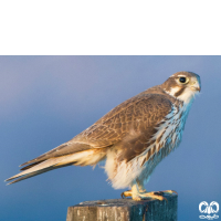 خانواده شاهینیان Falconidae